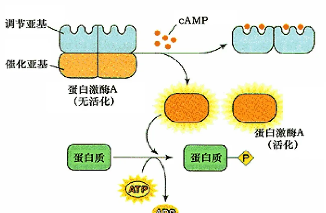 1716196549552934.jpg 5.jpg